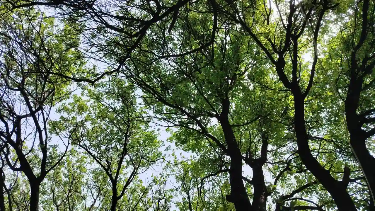 欧美直播偷拍的视频隐私与娱乐的灰色地带